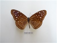 藏品(異紋紫斑蝶)的圖片